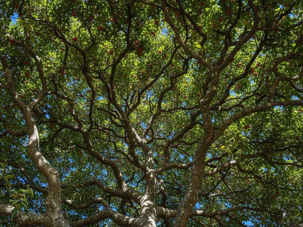 Peumo (Cryptocarya alba)