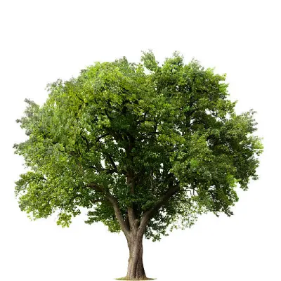 Árbol