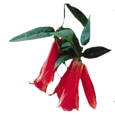 Árbol