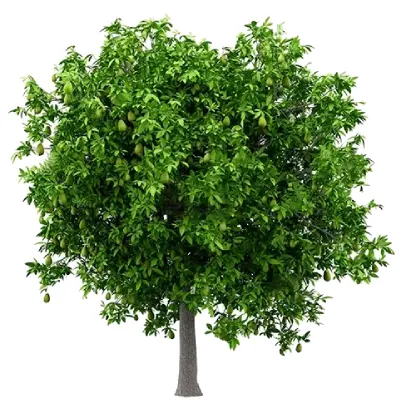 Árbol